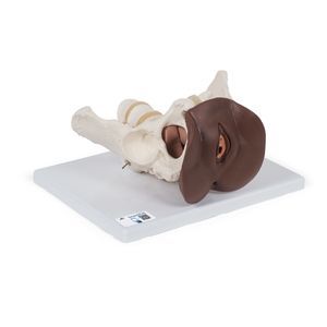 anatomisches Skelettmodell 1