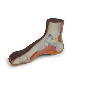 Anatomisches Modell / Fuß 1
