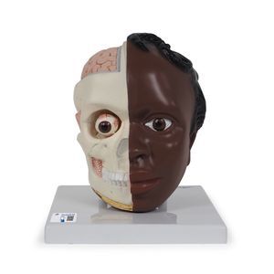 Anatomisches Modell / Nerv 1