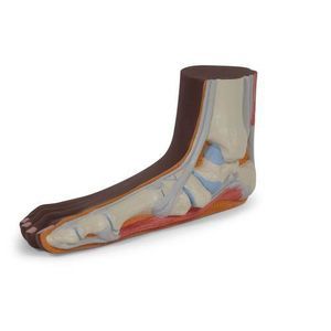 Anatomisches Modell / Malleolus 1