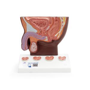 Anatomisches Modell / Ultraschall 1