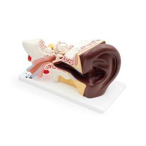 Anatomisches Modell / Nerv 1