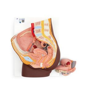 Anatomisches Modell / Rektum 1