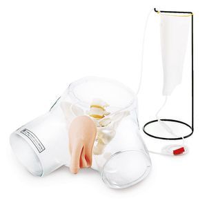anatomisches Modell des Harnapparats 1