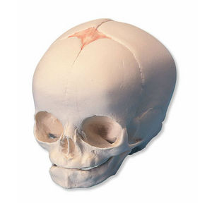 Anatomisches Modell / Schädel / für Ausbildung / Fötus / mit Gelenk
