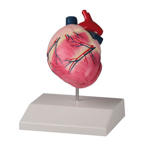 anatomisches Herzmodell