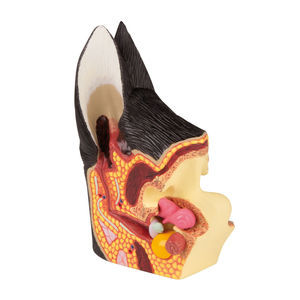 Ohr anatomisches Modell