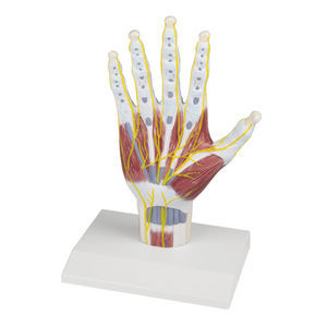 Anatomisches Modell / Hand