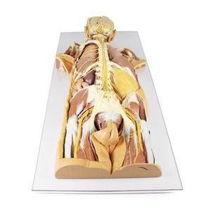 Anatomisches Modell / Nervensystem 1