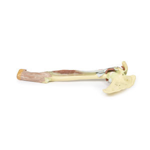Anatomisches Modell / Arm 1