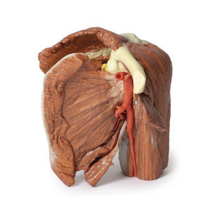 Anatomisches Modell / Schulter