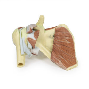 Anatomisches Modell / Schulter