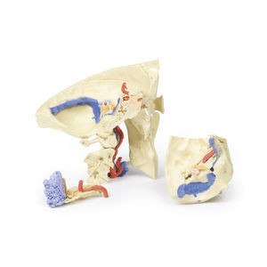 anatomisches Schädelmodell 1