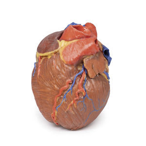 anatomisches Herzmodell