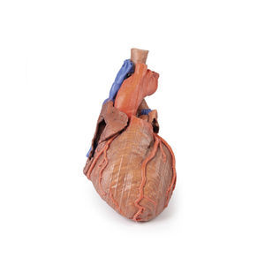 anatomisches Herzmodell