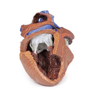 anatomisches Herzmodell 1
