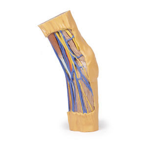 Anatomisches Modell / Arm 1