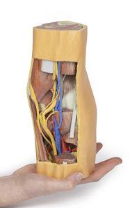 Anatomisches Modell / Bein