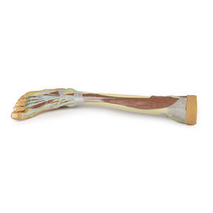 Anatomisches Modell / Bein