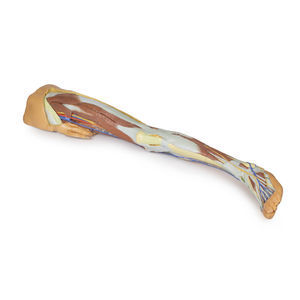 Anatomisches Modell / Becken 1