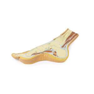 Anatomisches Modell / Fuß 1