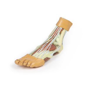 Anatomisches Modell / Fuß 1