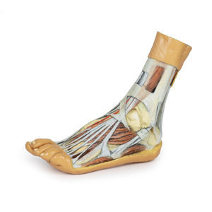 Anatomisches Modell / Fuß 1