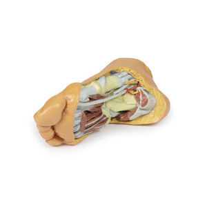 Anatomisches Modell / Fuß 1