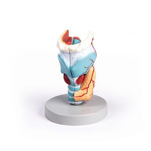 Anatomisches Modell / Larynx