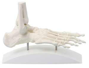 Anatomisches Modell / Skelett 1