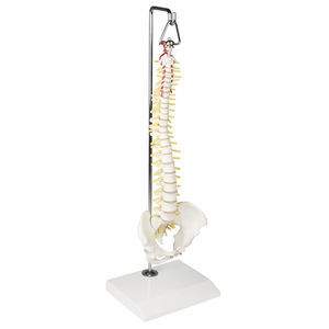 Anatomisches Modell / Wirbelsäule 1