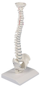 Anatomisches Modell / Wirbel 1