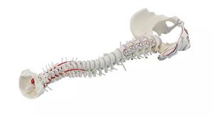 Anatomisches Modell / Wirbelsäule