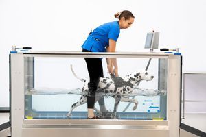 Veterinär-Laufband / für Hydrotherapie