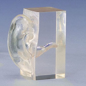 Gehörgang Anatomisches Modell / für Ausbildung / transparent