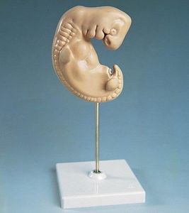 Anatomisches Modell / Embryo