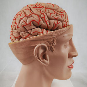 anatomisches Gehirnmodell