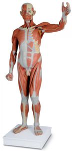 anatomisches Muskelmodell