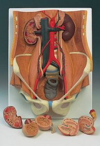 Anatomisches Modell / Nebenniere