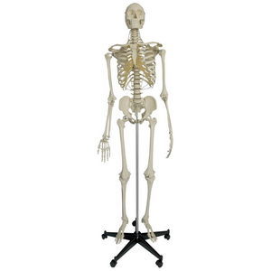 anatomisches Skelettmodell