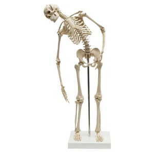 anatomisches Skelettmodell