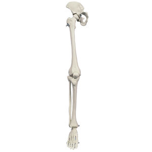 anatomisches Skelettmodell 1