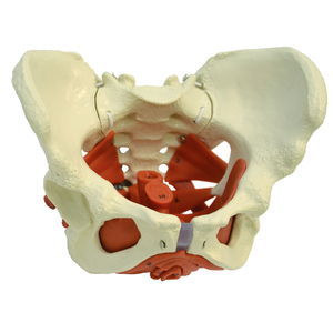 Anatomisches Modell / Becken
