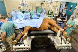 Biostimulationslaser für Veterinärmedizin / für Großtiere 1
