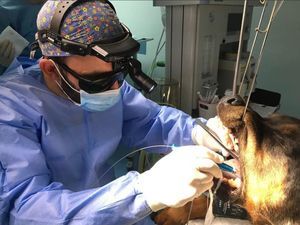 Veterinärlaser für tierärztliche Dentalchirurgie