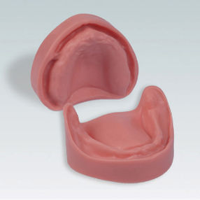 Anatomisches Modell / Gebiss 1