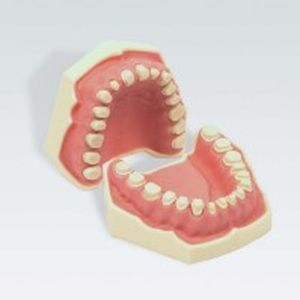 Anatomisches Modell / Gebiss 1