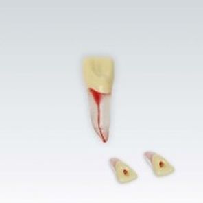 Anatomisches Modell / Zahn