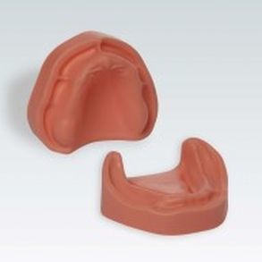 Anatomisches Modell / Zahnfleisch 1