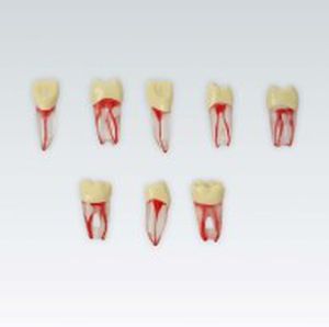 Anatomisches Modell / Zahn 1